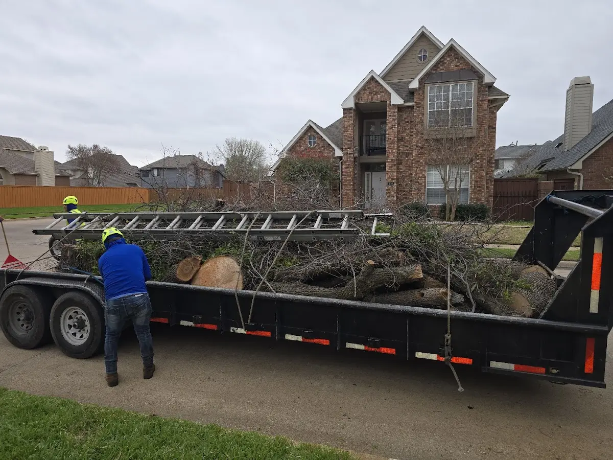 Expert Tree Pest Control with proper safety equipment in Olaton